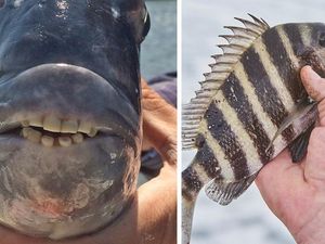 Supporting image for story: This fish has human teeth and it’s freaking people out