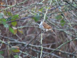 A reed bunting