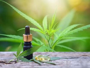 Supporting image for story: Medical cannabis is ‘industry of the future’ that will create jobs – Tory MP