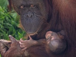 Supporting image for story: First glimpse at rare baby orangutan born at Chester Zoo