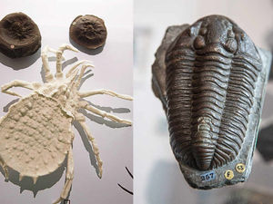 Supporting image for story: Dudley Bug in pride of place at museum