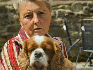 Supporting image for story: Shropshire dog attack victim still lives in fear -  and calls for bullmastiff to be put down