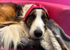 Reggie snuggles down with his ear defenders in preparation for Bonfire Night.