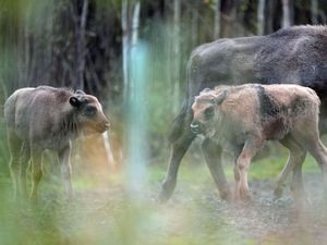 Supporting image for story: Bison introduced to Kent woodland welcome two new calves to the herd