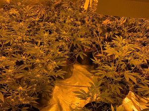 Supporting image for story: More than 100 cannabis plants discovered at set-up in Wolverhampton
