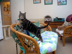 Supporting image for story: Full cat rescue centre facing unaffordable bills and repairs as more felines come in