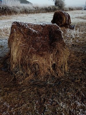The hay was found to be black and mouldy