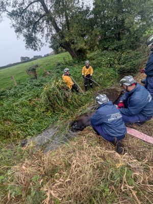 Pictures: Wellington Amber Watch