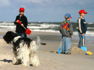 Supporting image for story: Sandwell parents fined £13,000 over school term time holidays