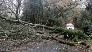 Fallen trees block Sugar Loaf Lane in Iverley  