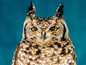 Supporting image for story: Rescue plea as 'vulnerable' owl swooping on people in 'attacks' believed to be escaped pet