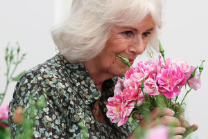Everyone adores the flowers by David Austin Roses - and this one has been in the making for 12 years. Pictured is Queen Camilla smiling as she smells "The King's Rose". Photo: Toby Melville/PA Wire