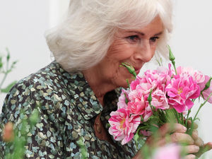 Everyone adores the flowers by David Austin Roses - and this one has been in the making for 12 years. Pictured is Queen Camilla smiling as she smells "The King's Rose". Photo: Toby Melville/PA Wire