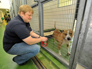 Supporting image for story: Hundreds of stray dogs found in just four months