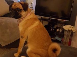 Supporting image for story: Appeal after dog taken during Brownhills break-in 