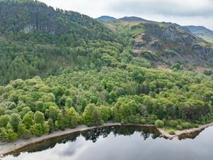 Supporting image for story: Rare English rainforest to become protected nature reserve