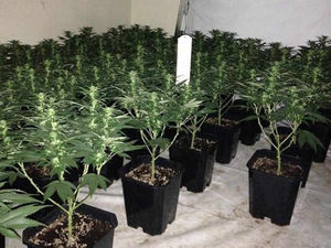 Supporting image for story: More than 200 cannabis plants seized in Tipton