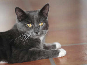 Supporting image for story: Vegan cats - the terror of the vegetable patch