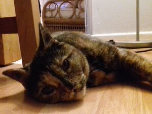 Supporting image for story: Cathy Stanworth: Joy and benefit of having a pet