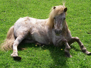 Supporting image for story: Shropshire horse owners warned over mane plaiting