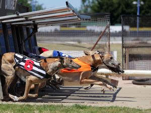 Greyhounds run out of the traps at the start of the 12:51 race at Perry Barr Greyhound Stadium