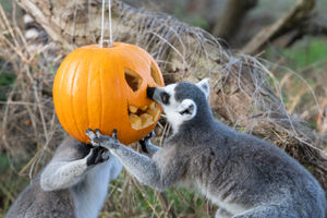 West Midland Safari Park's Spooky Spectacular event runs between October 19 and November 3
