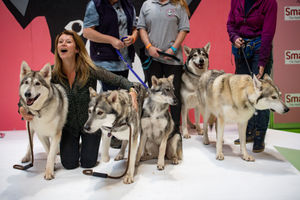 Alaskan Malamutes at the National Pet Show at the NEC, Birmingham. PA Photo. Picture date: Sunday November 3, 2019.  Photo credit should read: Jacob King/PA Wire.