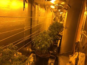 Supporting image for story: Strong smell led to discovery of Bloxwich cannabis farms