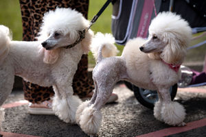 A pair of Poodle dogs arrive at the Birmingham National Exhibition Centre (NEC) for the final day of the Crufts Dog Show. PA Photo. Issue date: Sunday March 8, 2020. See PA story ANIMALS Crufts. Photo credit should read: Jacob King/PA Wire.
