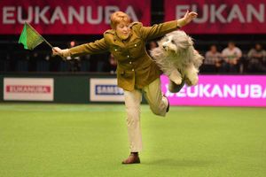 Supporting image for story: WATCH LIVE: Day three of Crufts 2016 at Birmingham's NEC
