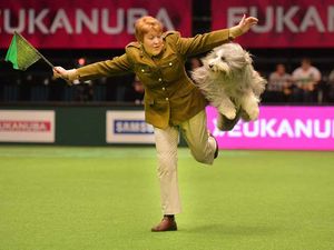 Supporting image for story: WATCH LIVE: Day three of Crufts 2016 at Birmingham's NEC
