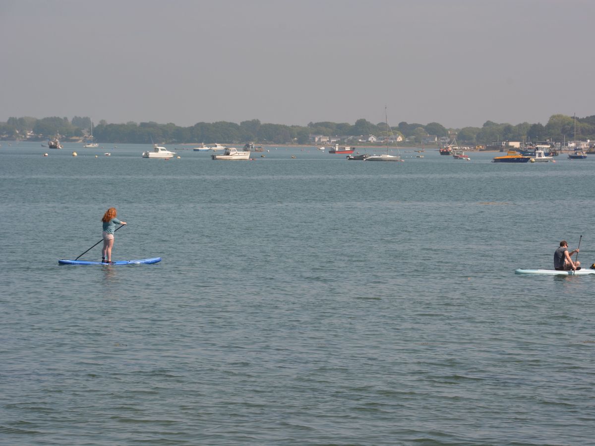 Concern for wildlife as 100-fold increase in chemicals found in harbours