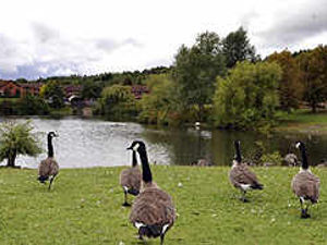 Supporting image for story: Wildlife threatened as filth poisons lake