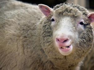Supporting image for story: Scientists find ‘no evidence of arthritis’ in Dolly the Sheep