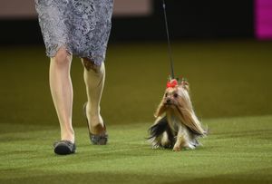 Kagayaki, a Yorkshire Terrier from Japan who won the Best in Toy Group title at Crufts 2017