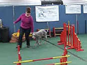 Supporting image for story: No bones for trainer Mike - video