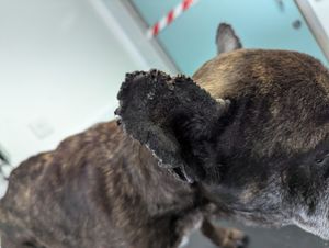 Boss's ears were sore to the touch. Photo: RSPCA