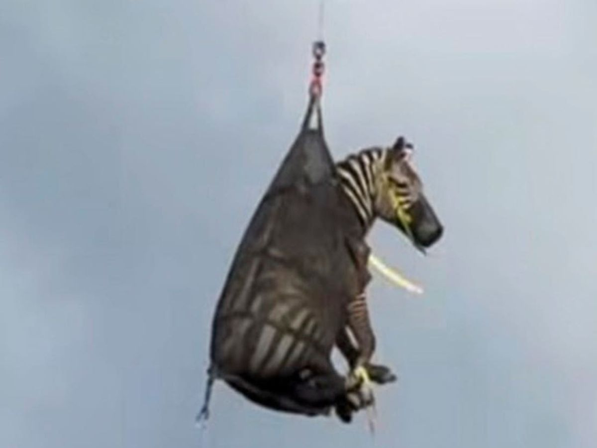 Runaway pet zebra that became internet sensation finally captured