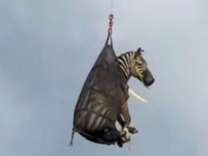 Supporting image for story: Runaway pet zebra that became internet sensation finally captured