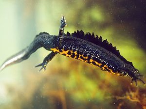 Supporting image for story: New scheme launched to protect great crested newts in Shropshire
