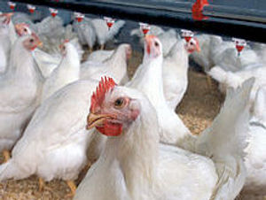 Supporting image for story: Intensive chicken farm could be built near Bridgnorth