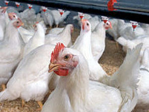 Supporting image for story: Intensive chicken farm could be built near Bridgnorth