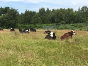 The cattle graze selectively, which creates a varied mosaic of vegetation at different heights