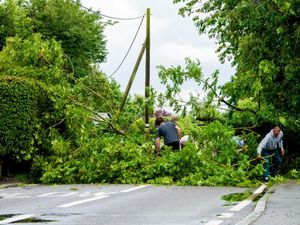 Supporting image for story: Tree falls blocking road in Shrewsbury