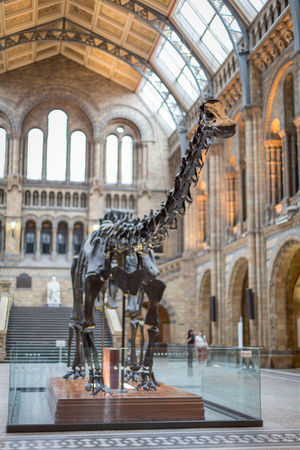 Dippy at the Natural History Museum