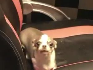 Supporting image for story: Watch: Animal welfare officers raid puppy farm which Cannock Chase Council describes as 'worst ever example of neglect'