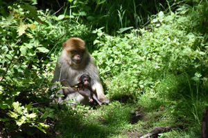 Nine baby Barbary macaques have been born at Trentham Monkey Forest over the summer