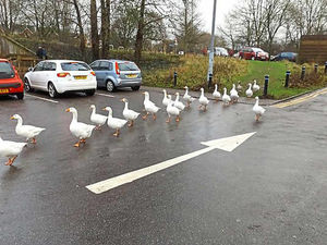 Supporting image for story: PICTURED: Ducks defy one-way car park