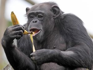 Supporting image for story: Chimpanzees bond over watching movie together – study