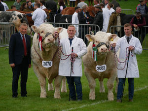 Supporting image for story: Best of Welsh and British on display as the 102nd Royal Welsh Show gets underway